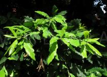 Quercus x hispanica - Foliage - Click to enlarge!